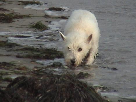 West highland white terrier Tilde :P - Våd våd billede 17