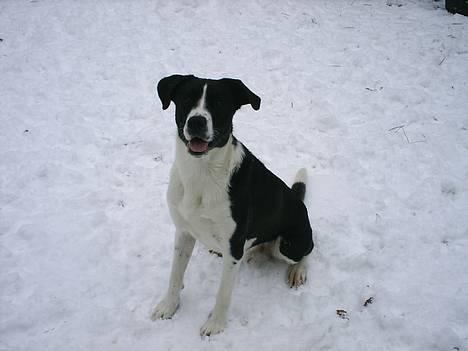 Blanding af racer Tyson - Kast kast kast nu den snebold!!! billede 14