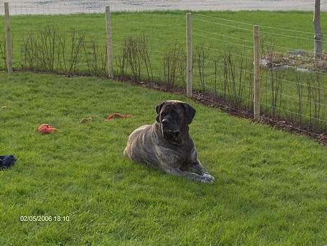 Mastiff Heavy (død) - Savl om munden efter at ha spist kødben billede 2