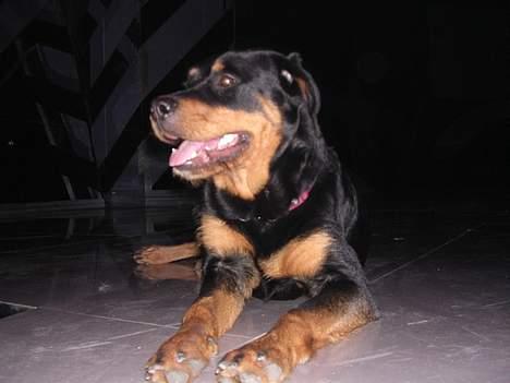 Rottweiler Bondo - Scenen er din Bondo, her ligger jeg og passer på scenen til DMGP2006 billede 4