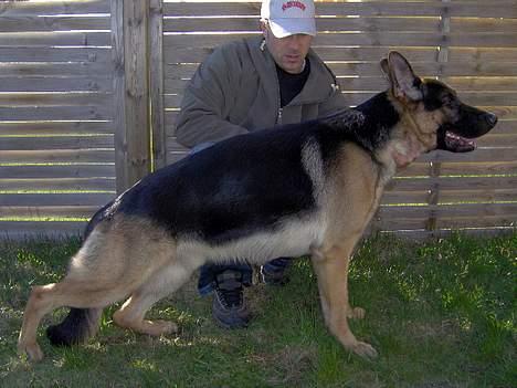 Schæferhund Lyshøj's Xarcho - Se hvor fint jeg kan stå... billede 16