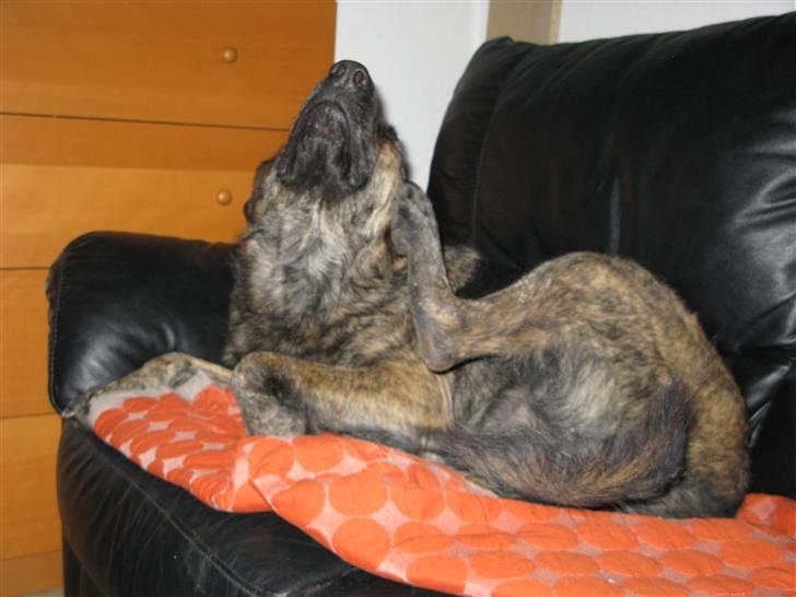 Blanding af racer Columbo "Oh, there's just - Ja - Jeg har allergi, og det klør altså ! billede 9