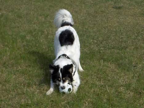 Border collie nala sov ind den 30/03-07 - en tur til orø 3/5-06 billede 7