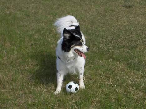 Border collie nala sov ind den 30/03-07 - en tur til orø 3/5-06 billede 8