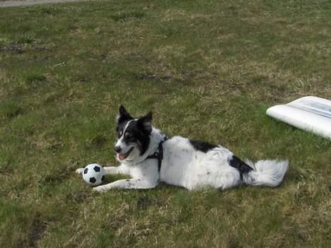 Border collie nala sov ind den 30/03-07 - man kan godt blive lidt trat billede 9