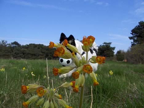 Border collie nala sov ind den 30/03-07 - gemmer mig for far (blomsten er ikke mere ind ca 15-20cm høj) billede 10