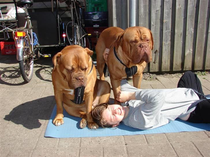 Dogue de bordeaux Freja - Død marts 2012. - Freja´ osse med billede 8