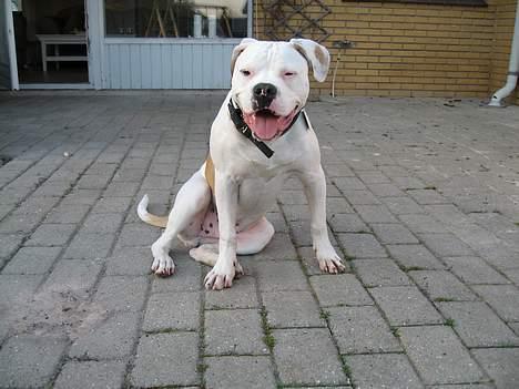 Blanding af racer Bosco R.I.P :( - Så er man et halvt år gammel billede 11