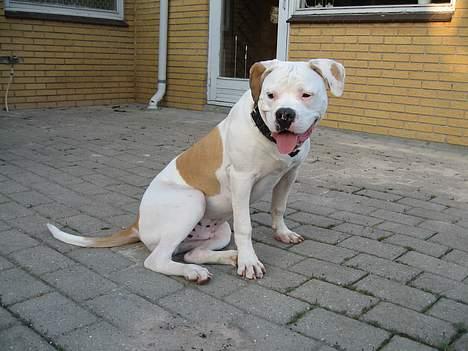 Blanding af racer Bosco R.I.P :( billede 12