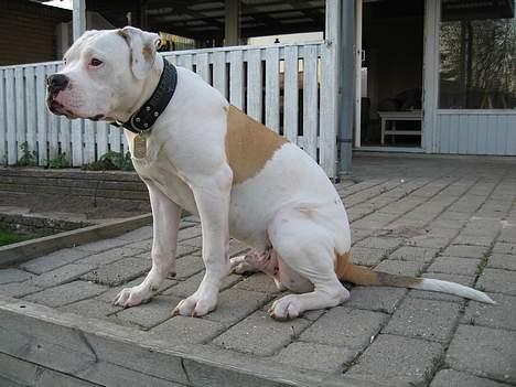Blanding af racer Bosco R.I.P :( billede 13