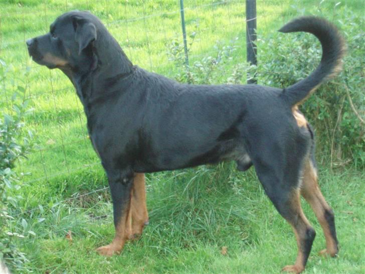 Rottweiler Max billede 1