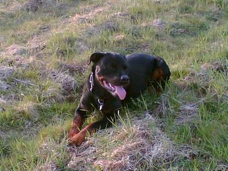 Rottweiler Max billede 2