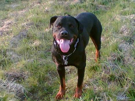 Rottweiler Max billede 3