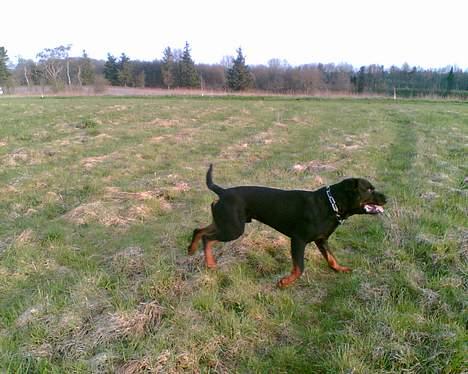 Rottweiler Max - Tju hej hvor det går.. billede 4