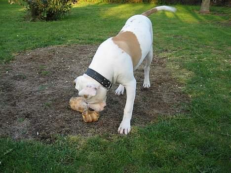 Blanding af racer Bosco R.I.P :( billede 15