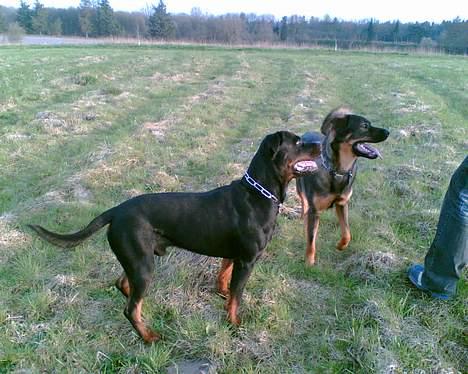 Rottweiler Max billede 5