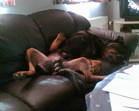 Rottweiler Max - Jeg tar mig lige en morfar mor... billede 6