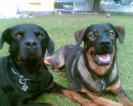 Rottweiler Max - Max og Futte i haven billede 7