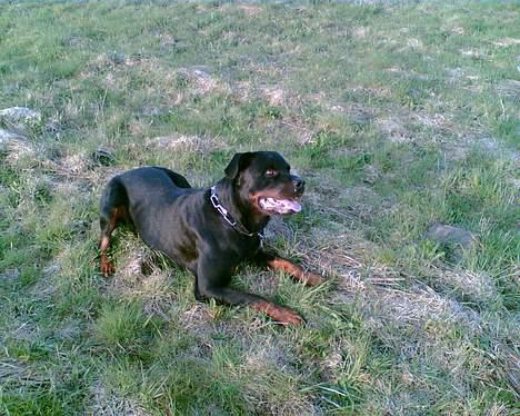Rottweiler Max billede 8
