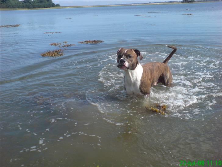 Amerikansk staffordshire terrier Tyzon - nyt billed.. billede 2