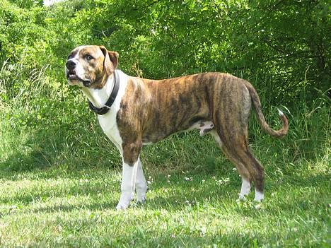 Amerikansk staffordshire terrier Tyzon billede 3