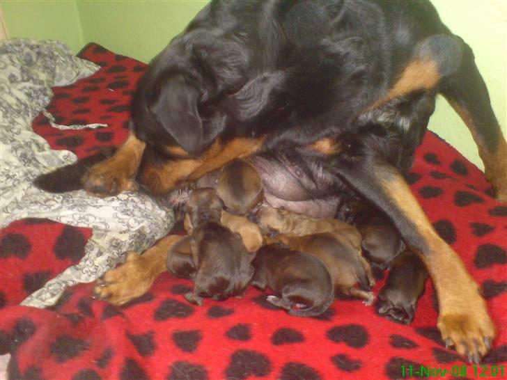 Amerikansk staffordshire terrier Tyzon - nyt billed.. billede 4