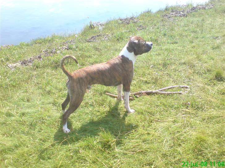 Amerikansk staffordshire terrier Tyzon billede 5