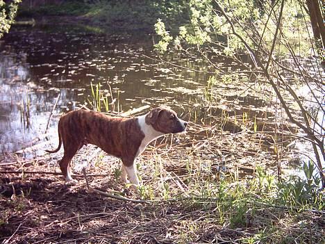 Amerikansk staffordshire terrier Tyzon billede 6
