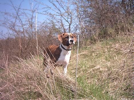 Amerikansk staffordshire terrier Tyzon billede 7