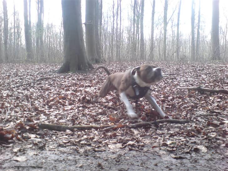 Amerikansk staffordshire terrier Tyzon billede 8