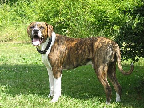 Amerikansk staffordshire terrier Tyzon billede 9