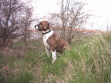 Amerikansk staffordshire terrier Tyzon billede 10