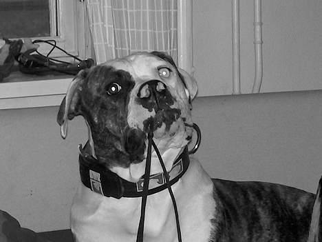 Amerikansk bulldog Østergaards Cielo - Det var dén sko :) billede 3