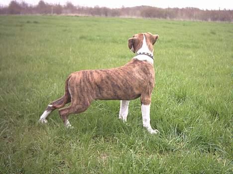 Amerikansk staffordshire terrier Tyzon billede 11