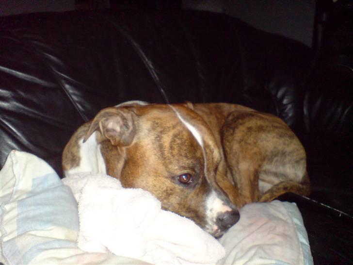 Amerikansk staffordshire terrier Tyzon - tyzon og hans gode veninde som er 1/3 pittbul og amerikansk bulldog og der er intet ondt i hende hun værken bider hårdt eller er vild/aggrasiv på nogen måde.. billede 12