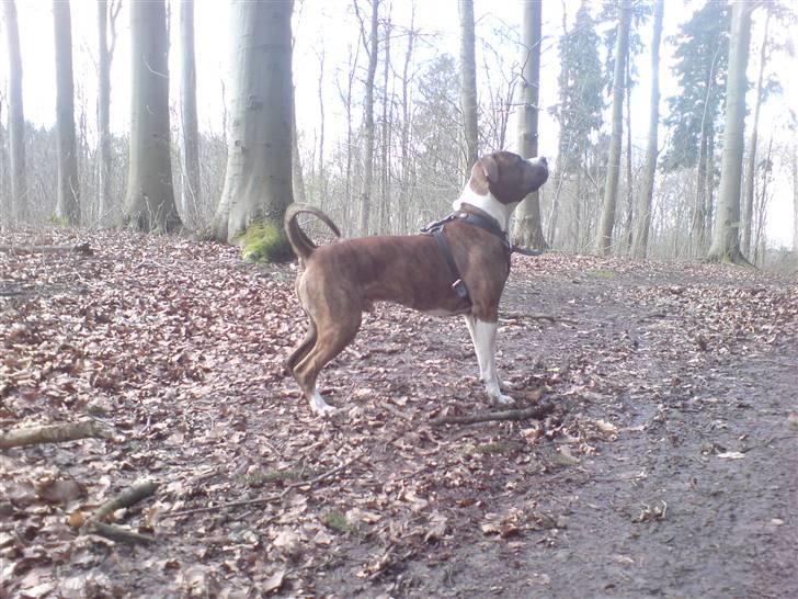 Amerikansk staffordshire terrier Tyzon billede 13