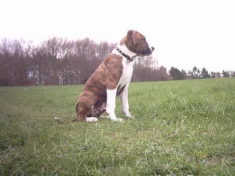 Amerikansk staffordshire terrier Tyzon billede 14