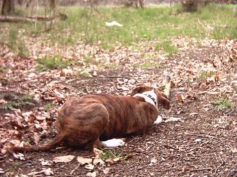 Amerikansk staffordshire terrier Tyzon billede 15