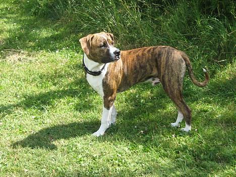 Amerikansk staffordshire terrier Tyzon billede 16