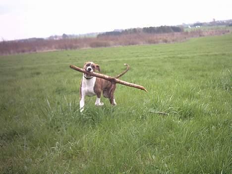 Amerikansk staffordshire terrier Tyzon billede 17