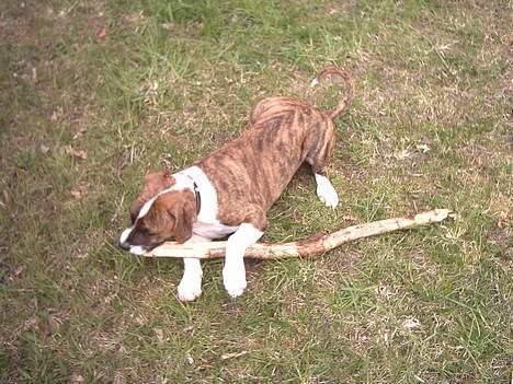 Amerikansk staffordshire terrier Tyzon billede 18