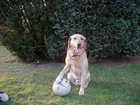 Labrador retriever dingo billede 1