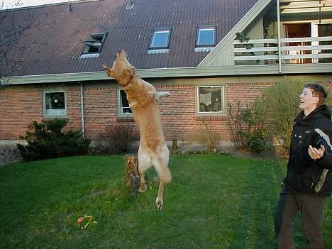 Labrador retriever dingo billede 2