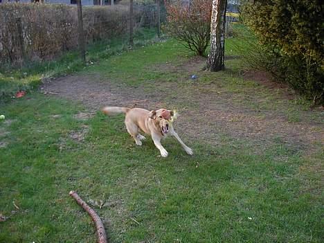 Labrador retriever dingo billede 3