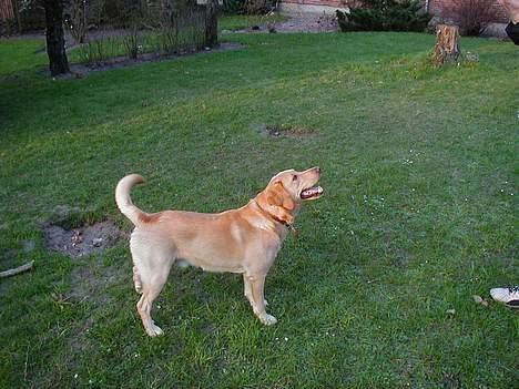 Labrador retriever dingo billede 4