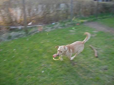 Labrador retriever dingo billede 5