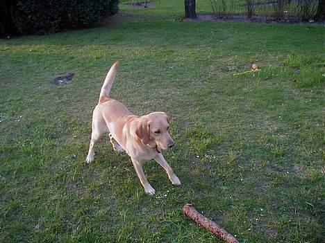 Labrador retriever dingo billede 6