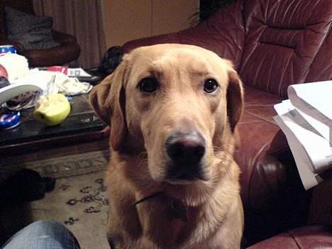 Labrador retriever dingo billede 7