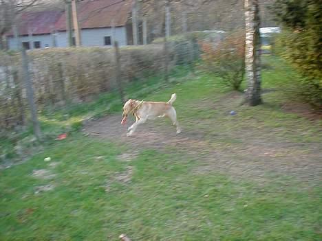 Labrador retriever dingo billede 8