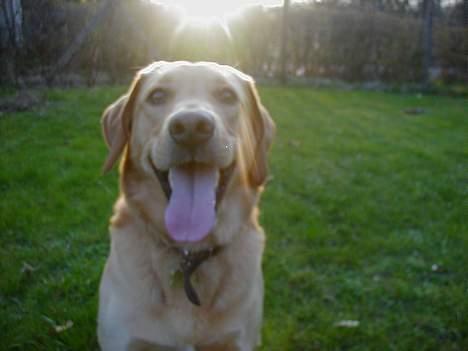 Labrador retriever dingo billede 9